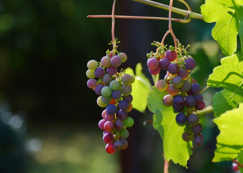 Ученые считают, что умеренное употребление вина не приносит пользы для мозга